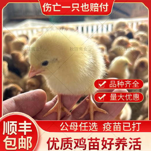 （平台严选店）三黄鸡苗厂家直销 包防疫 送货上门满意后付款