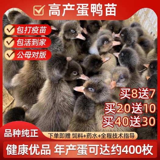 （平台严选店）金锭鸭苗 厂家直销 包防疫 送货上门满意付款