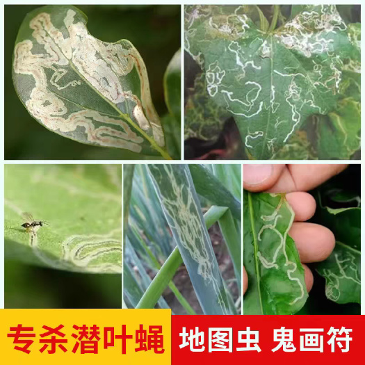 长沙31%阿维灭蝇胺 菜豆黄瓜叶菜美洲斑潜蝇果实蝇鬼画符杀虫剂