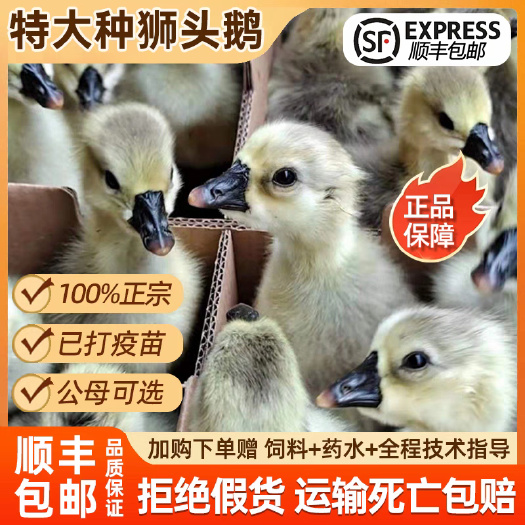 （平台严选店）狮头鹅苗厂家直销 包防疫 送货上门满意后付款