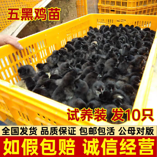 兴县（平台严选店）五黑鸡苗 厂家直销 包防疫 送货上门满意付款