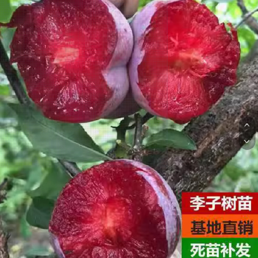 法兰西西梅树李子树苗南北方盆栽种植李子树当年结果