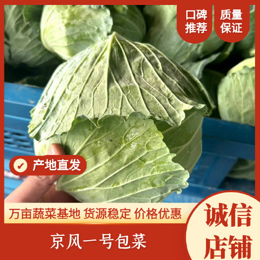 通许县京丰一号包菜，万亩蔬菜基地，货源稳定，价格优惠，欢迎来电洽谈