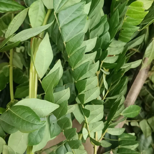 灵山县猴耳环大货