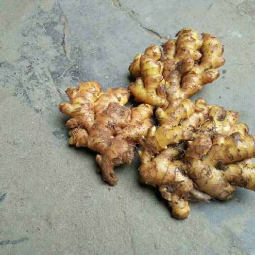 连南县我有清远市连山小黄姜卖4.5一斤