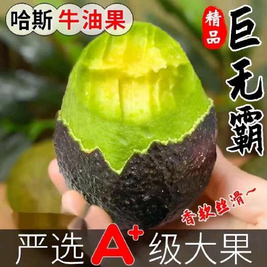 南宁牛油果 批发 一件代发都可以 云南哈斯品种