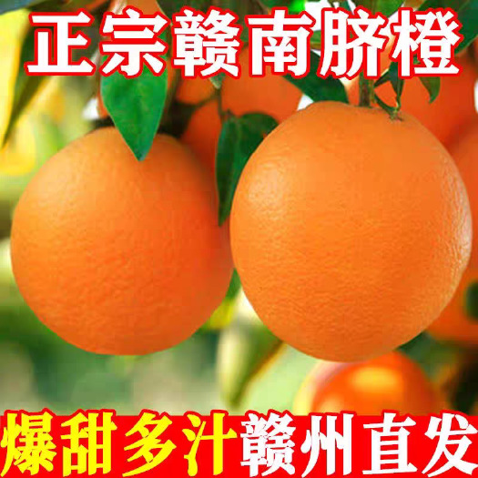 会昌县赣南脐橙现摘现发包邮口感香甜整车产地直发量大从优