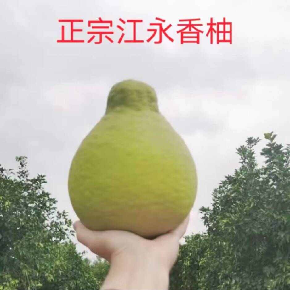产地代办，江永香柚大量上市啦，诚信第一，一条龙服务