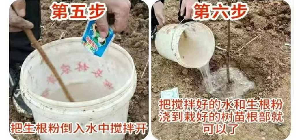 秋月梨酥梨树苗嫁接梨树苗庭院果树南北方种植玉露香梨苗