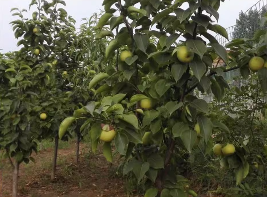 秋月梨酥梨树苗嫁接梨树苗庭院果树南北方种植玉露香梨苗