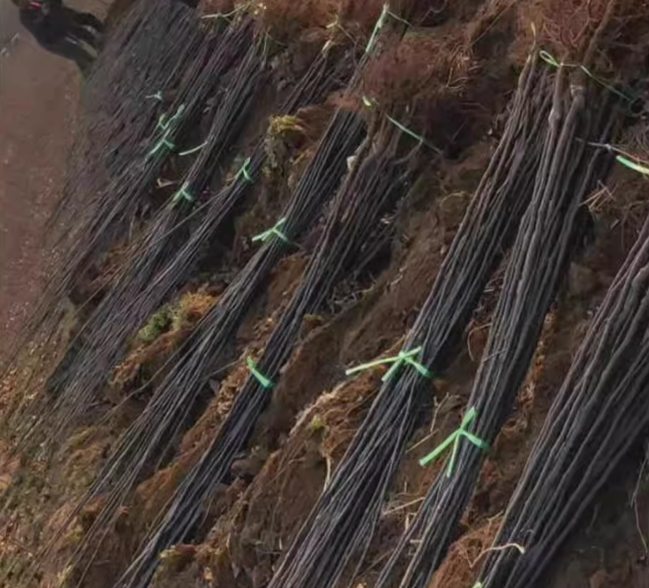 秋月梨酥梨树苗嫁接梨树苗庭院果树南北方种植玉露香梨苗