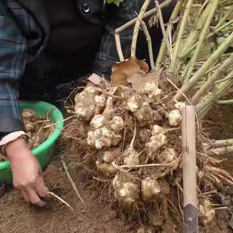 万源市洋姜 鬼子姜 菊芋 做咸菜 产地直供一手货源