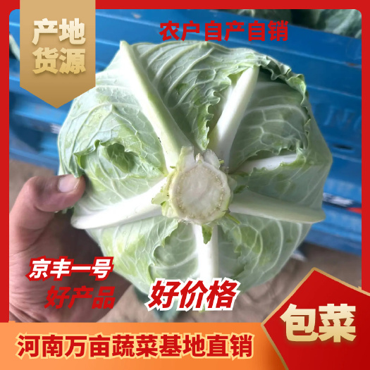 京丰一号包菜，基地直销，万亩河南蔬菜基地，产地发货