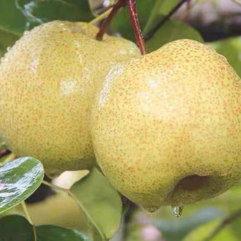 自家种植新疆特产砀山梨当季新鲜现摘产地直发10斤装包邮