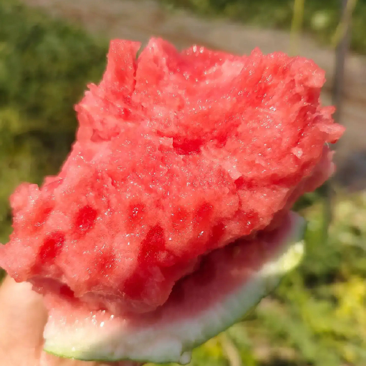 勐海县麒麟西瓜