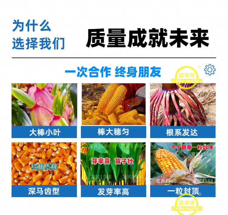 双国审大棒王吨粮高产玉米种子新品种懒汉玉米南北通种正品种子