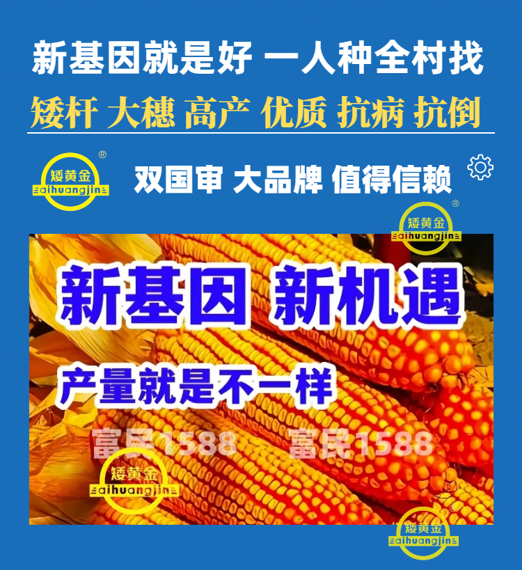 双国审大棒王吨粮高产玉米种子新品种懒汉玉米南北通种正品种子
