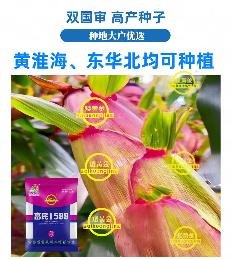双国审大棒王吨粮高产玉米种子新品种懒汉玉米南北通种正品种子
