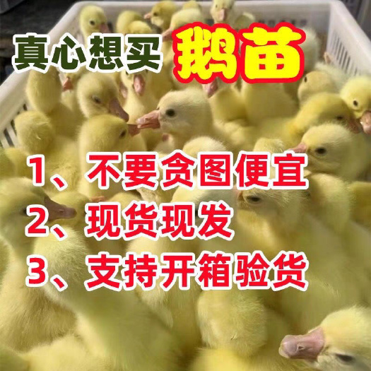 漯河三花鹅苗 买1000送200 包防疫 包运输 货到满意付款