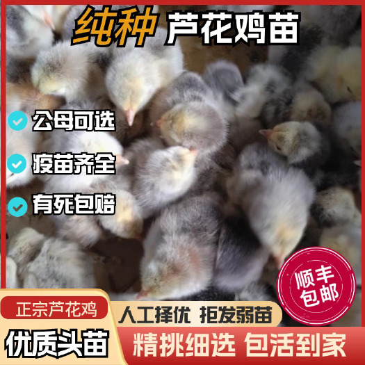 祁阳市芦花鸡苗 买1000送200 包防疫 包运输 货到满意付款