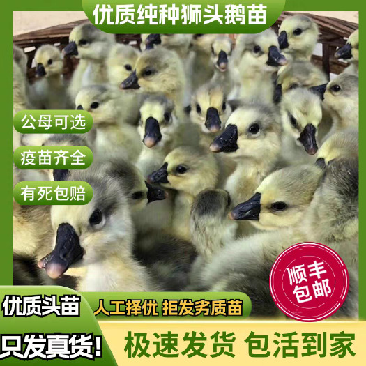 鄢陵县狮头鹅苗 买1000送200 包防疫 包运输 货到满意付款