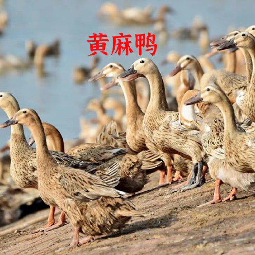 麻鸭苗 买1000送200 包防疫 包运输 货到满意付款