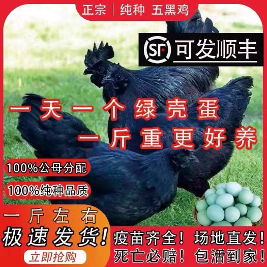 五黑鸡苗 买1000送200 包防疫 包运输 货到满意付款