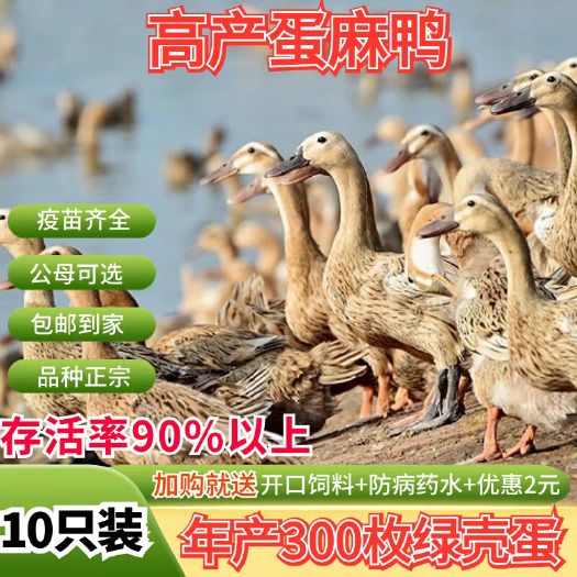 弥渡县麻鸭苗 买1000送200 包防疫 包运输 货到满意付款