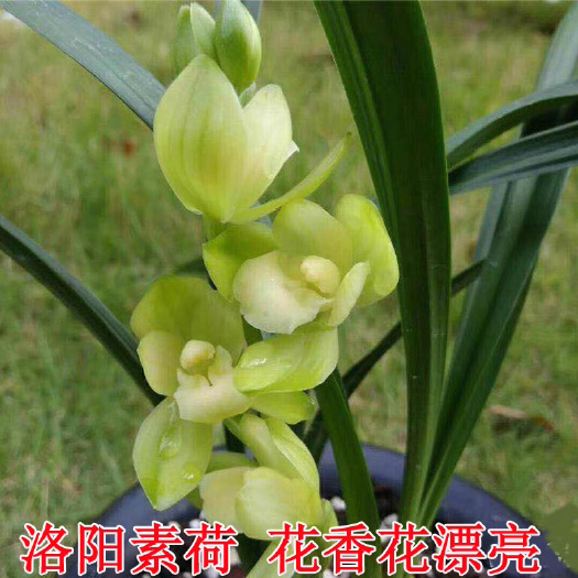 翁源县建兰洛阳素梅少量批发