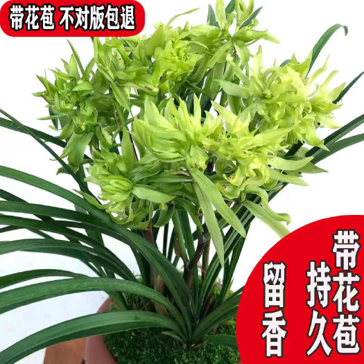 翁源县春兰花开富贵少量批发