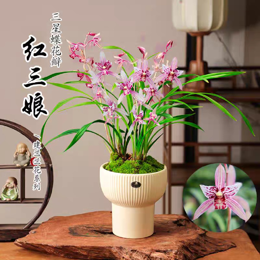 翁源县建兰红三娘少量批发