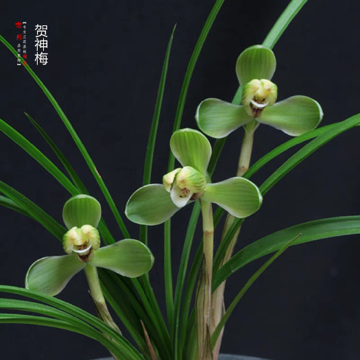 翁源县春兰贺神梅少量批发
