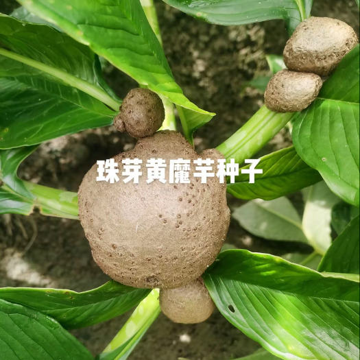 双江县株芽黄魔芋叶面果，魔芋种子