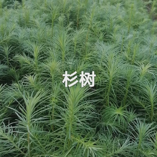 安福县杉木树苗 多种造林绿化苗木。