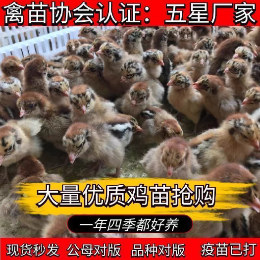 买1000送200 麻鸡苗 包防疫 包运输 送货上门满意付款