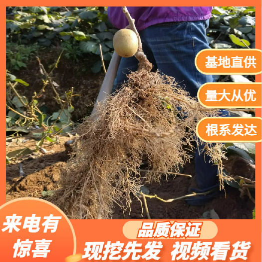 溆浦县魅力金果G9黄心猕猴桃嫁接苗