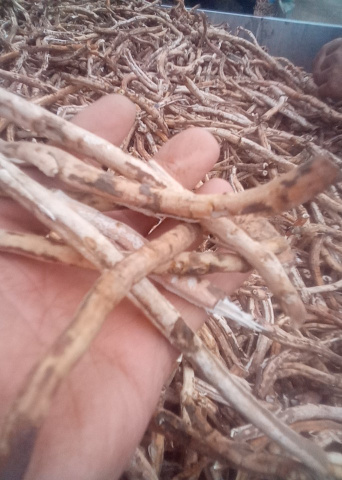 亳州中药材刮丹皮中小统干牡丹皮6--8年牡丹根皮一手货源批发丹皮