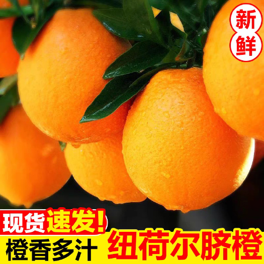 纽荷尔脐橙，产地直供，都是鲜果，现采现发，口感纯甜，入口化渣