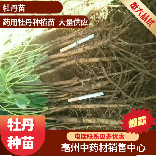牡丹种苗