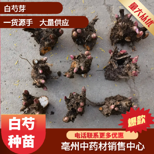 亳州白芍种苗白芍芽块