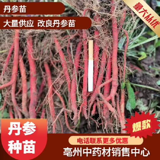 亳州丹参种苗，改良丹参种苗，丹参苗