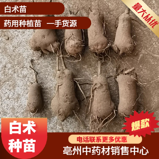 亳州白术种苗