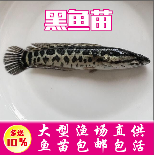 广州广东乌鳢苗 生鱼苗 黑鱼苗批发 鱼苗场直供量大从优
