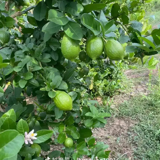 博白县广东香水柠檬
