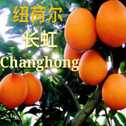 秭归县长虹脐橙，个大皮薄，水分足，果肉细腻无渣，可视频看货