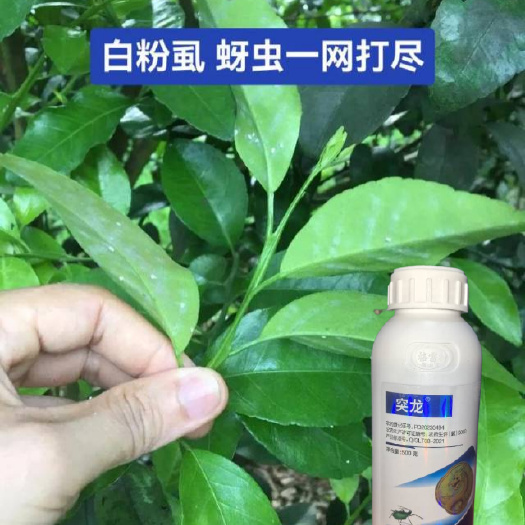 东莞市突龙12%阿维菌素氟啶虫酰胺水稻稻飞虱棉花蚜虫农药杀虫药