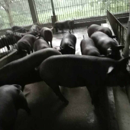 放养黑猪