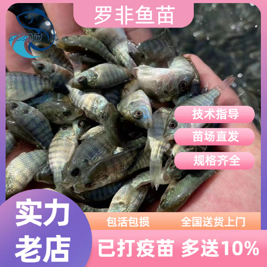 优质罗非鱼苗 海南一号罗非鱼苗 青宝路罗非鱼苗 脆肉罗非鱼苗