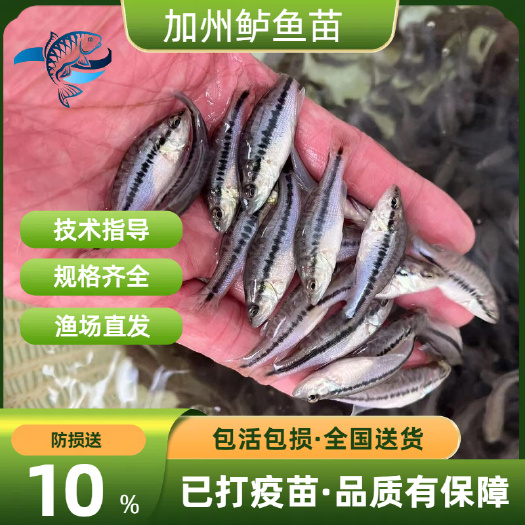 广州优质鲈鱼苗淡水优鲈3号全程技术跟踪指导