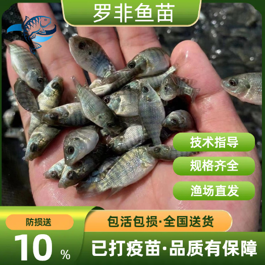 优质罗非鱼苗 海南一号罗非鱼苗 青宝路罗非鱼苗 脆肉罗非鱼苗